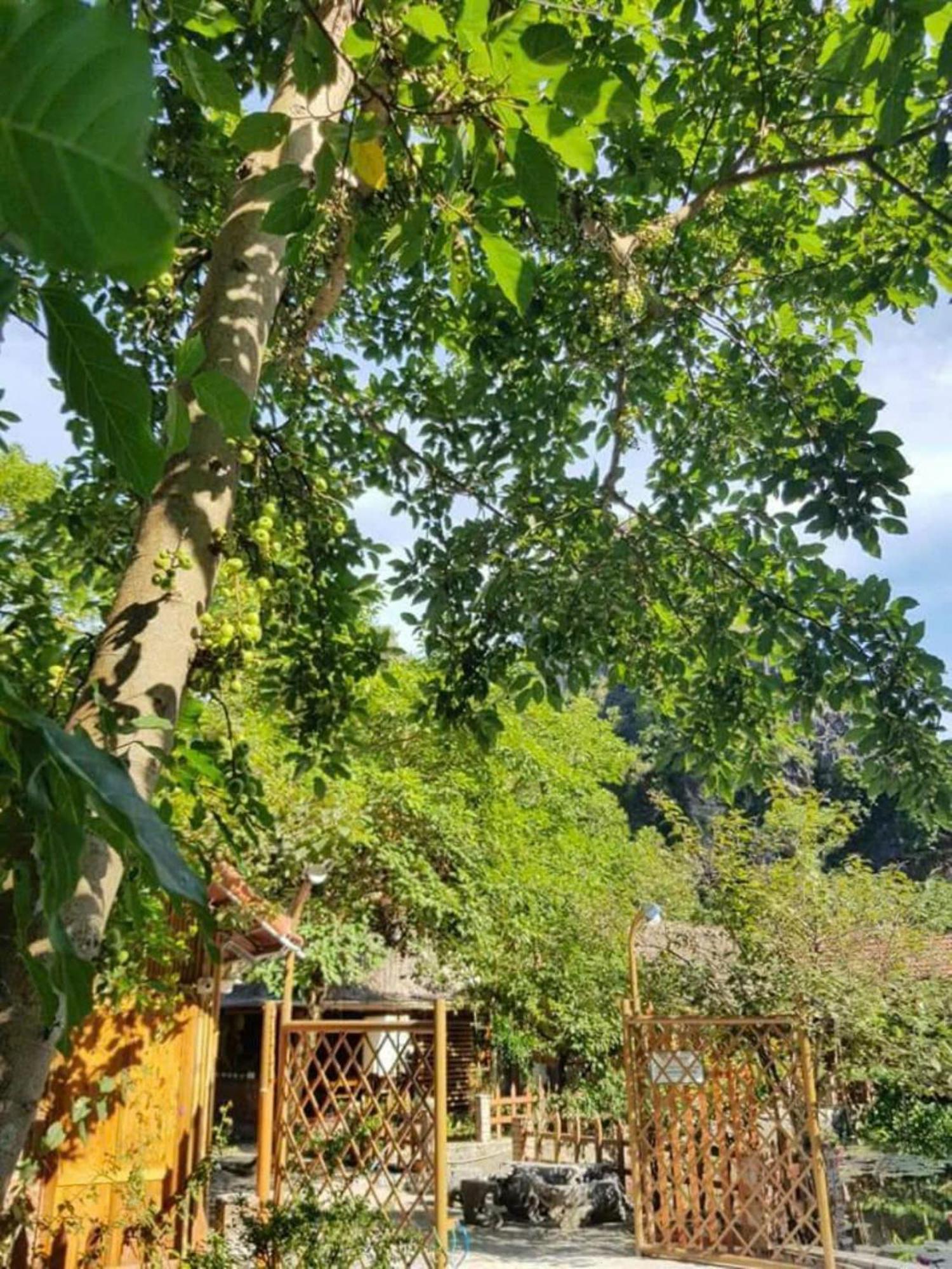 Hoalu Ecolodge Homestay Ninh Binh Buitenkant foto