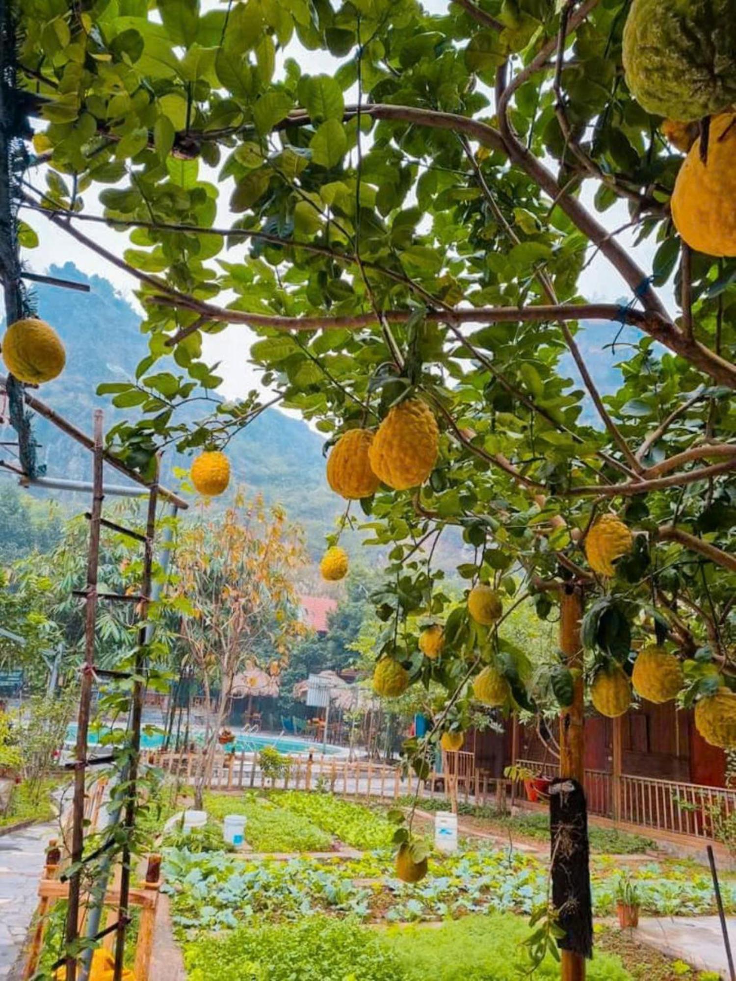 Hoalu Ecolodge Homestay Ninh Binh Buitenkant foto