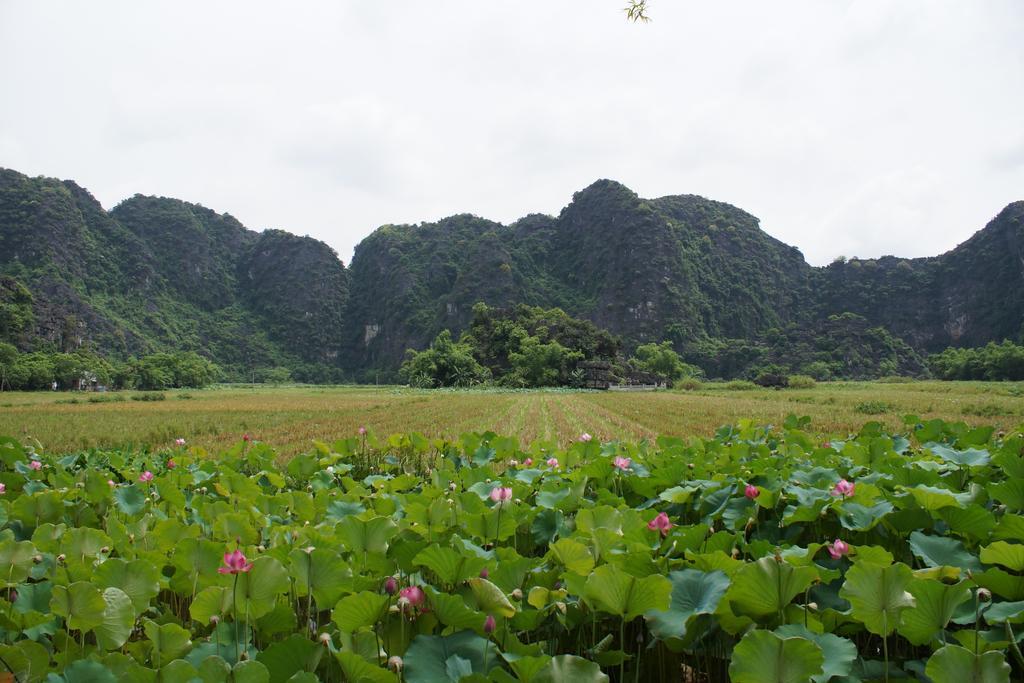 Hoalu Ecolodge Homestay Ninh Binh Buitenkant foto